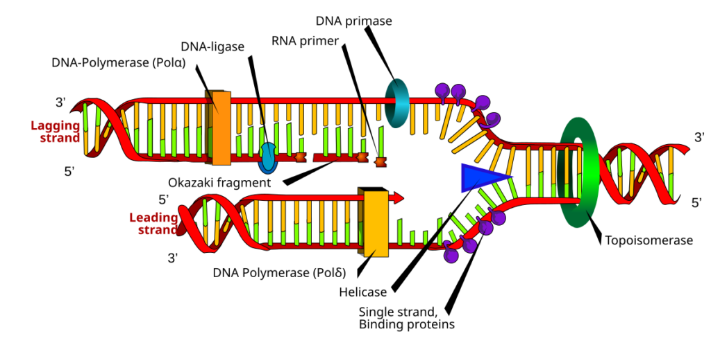 dna polymerase 1