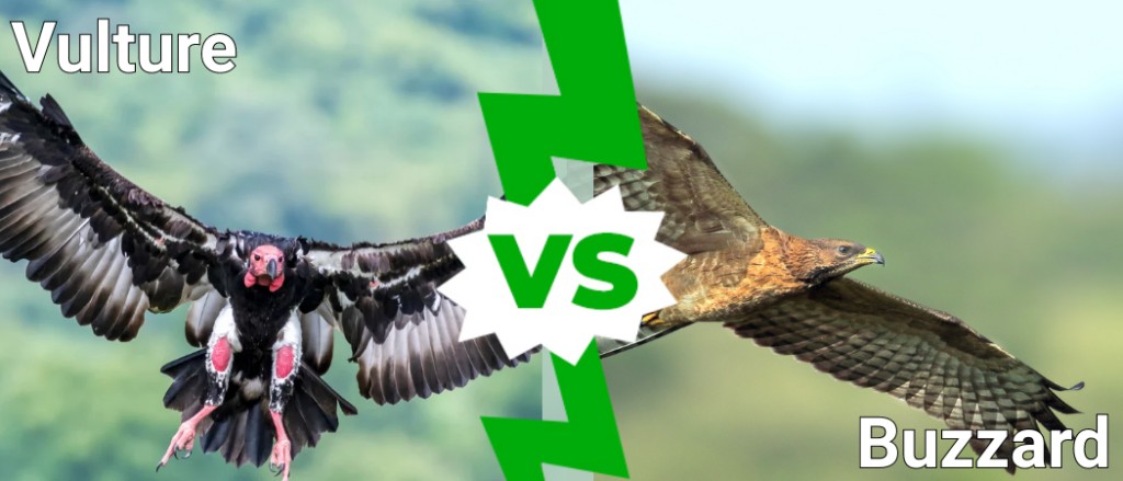 Buzzard vs Vulture