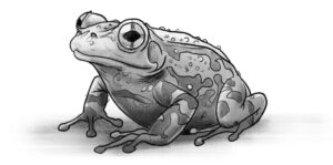 frog drawing